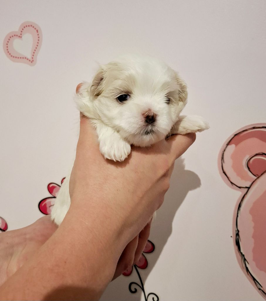 De La Dame D'Haute-Savoie - Chiot disponible  - Bichon maltais