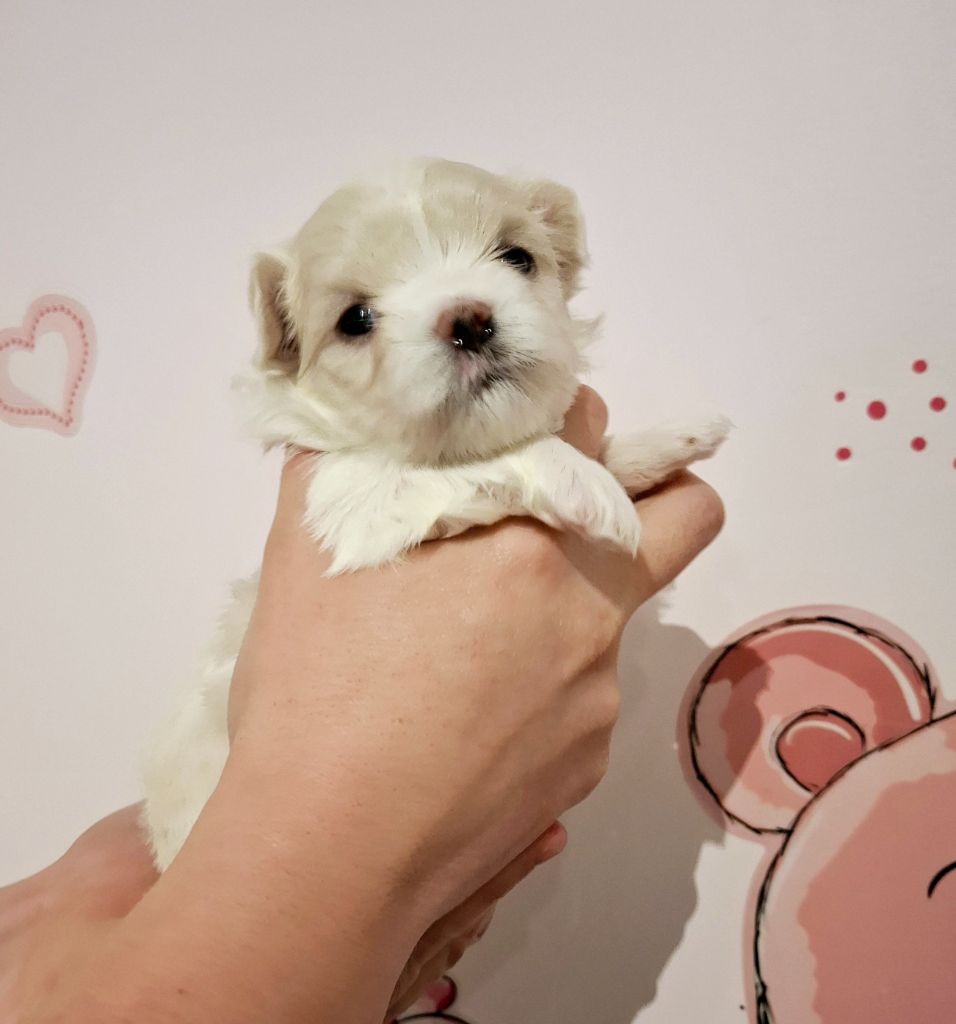 De La Dame D'Haute-Savoie - Chiot disponible  - Bichon maltais