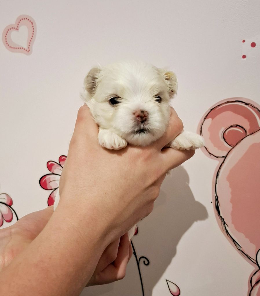 De La Dame D'Haute-Savoie - Chiot disponible  - Bichon maltais