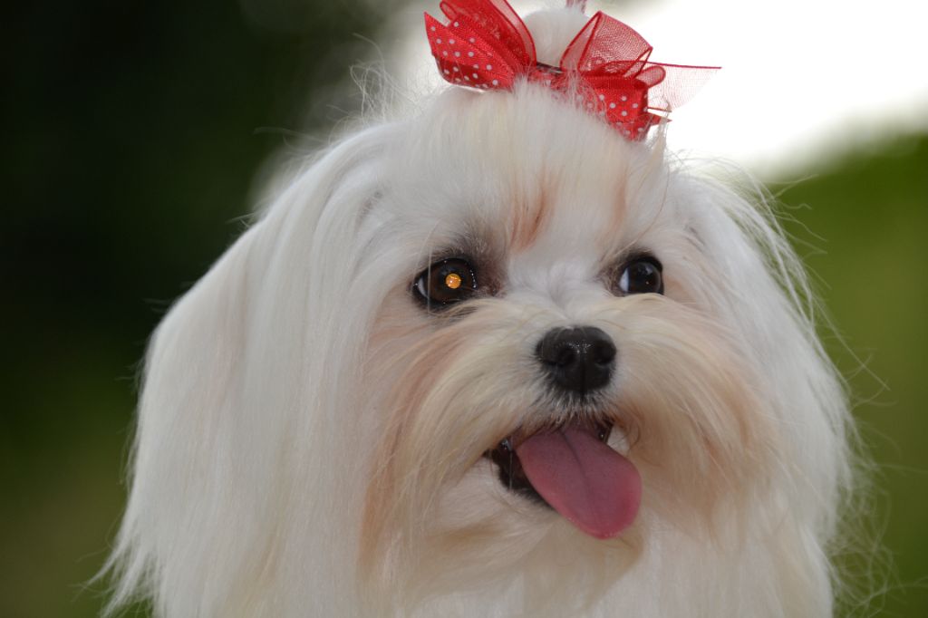 Rosie De La Dame D'Haute-Savoie