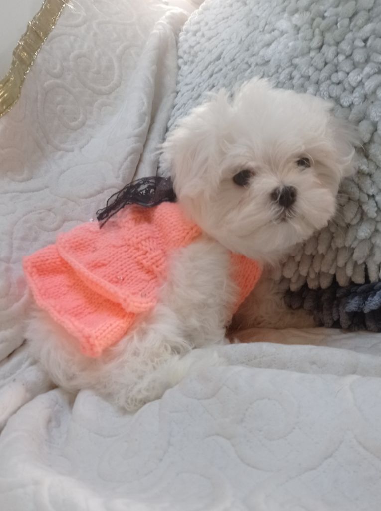 Sally Du Paradis De Nouchka