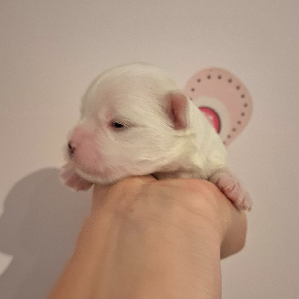 De La Dame D'Haute-Savoie - Chiots disponibles - Bichon maltais