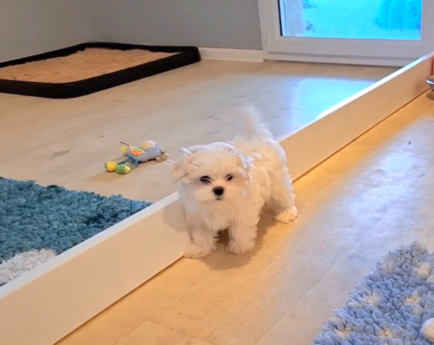 De La Dame D'Haute-Savoie - Chiots disponibles - Bichon maltais