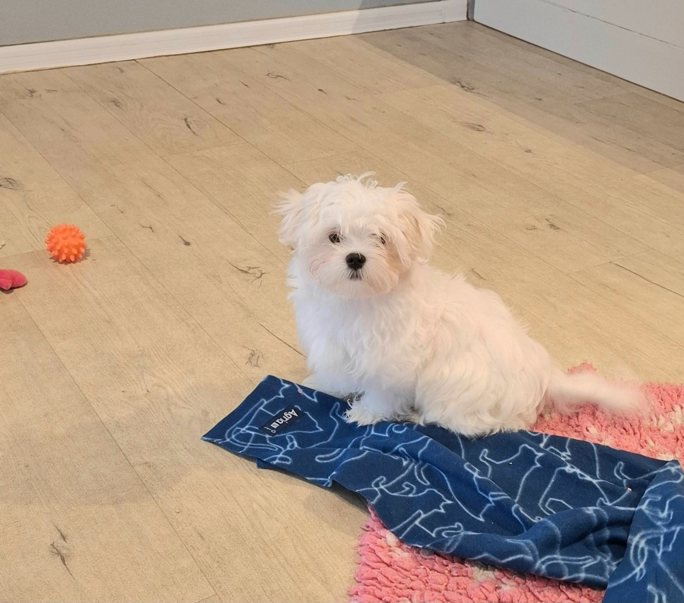 De La Dame D'Haute-Savoie - Chiots disponibles - Bichon maltais