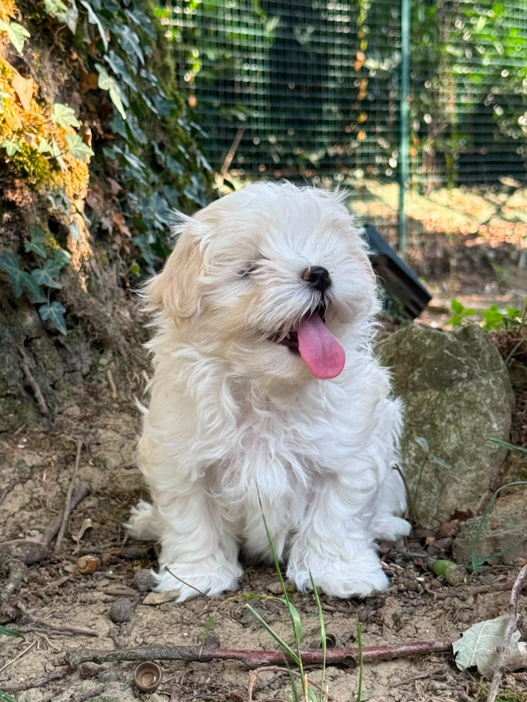 De La Dame D'Haute-Savoie - Chiots disponibles - Bichon maltais