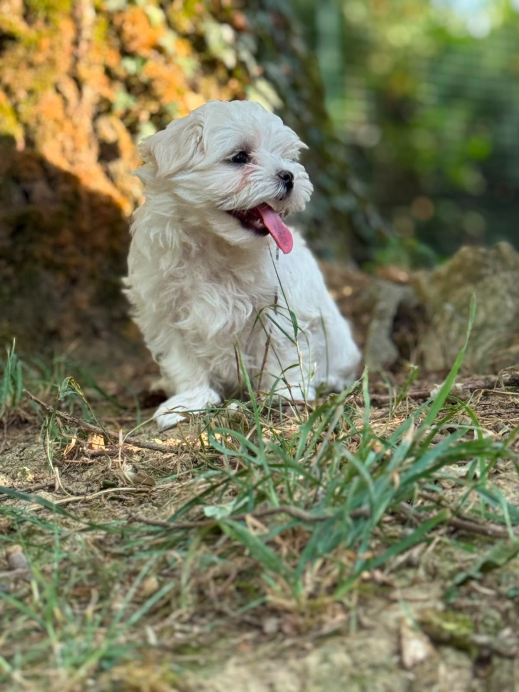 De La Dame D'Haute-Savoie - Chiots disponibles - Bichon maltais