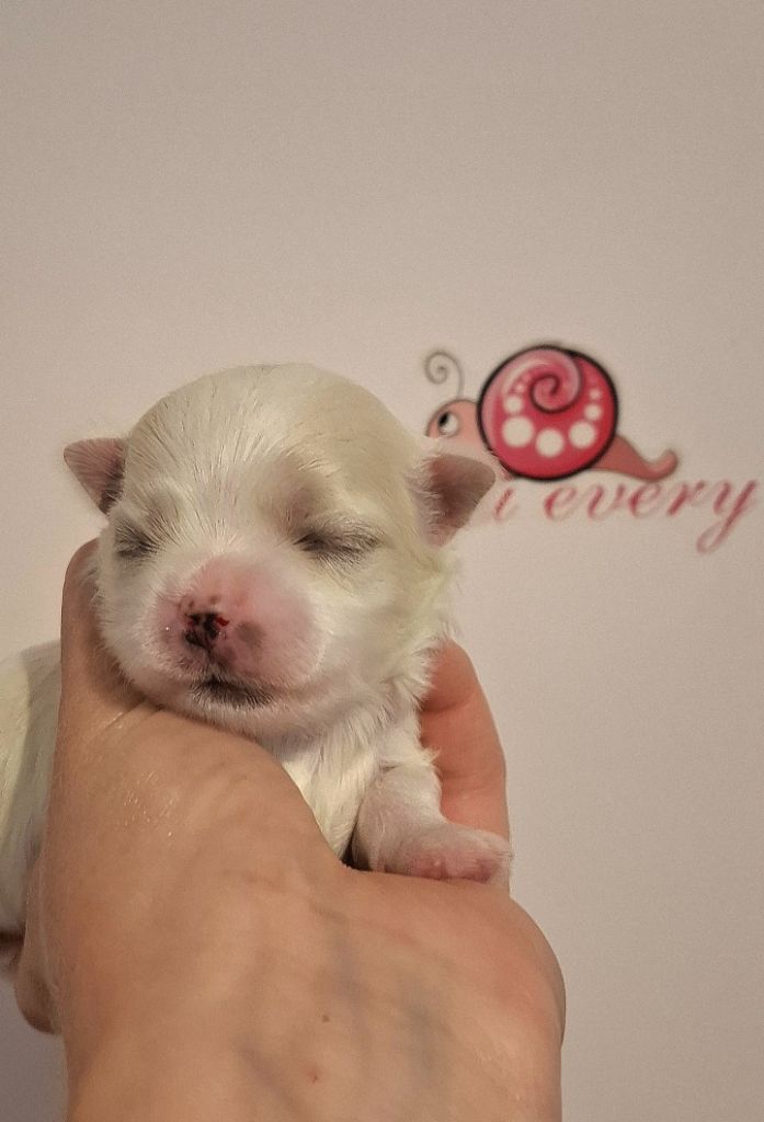 De La Dame D'Haute-Savoie - Chiots disponibles - Bichon maltais