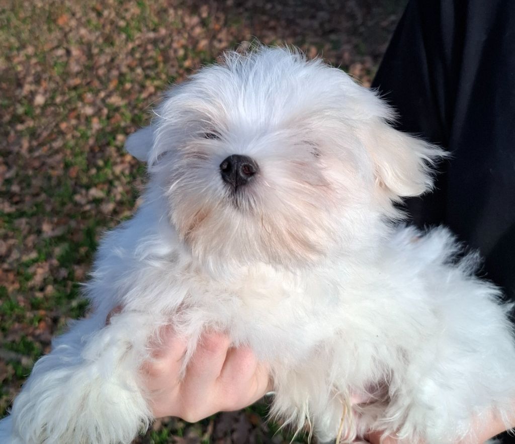 De La Dame D'Haute-Savoie - Chiots disponibles - Bichon maltais