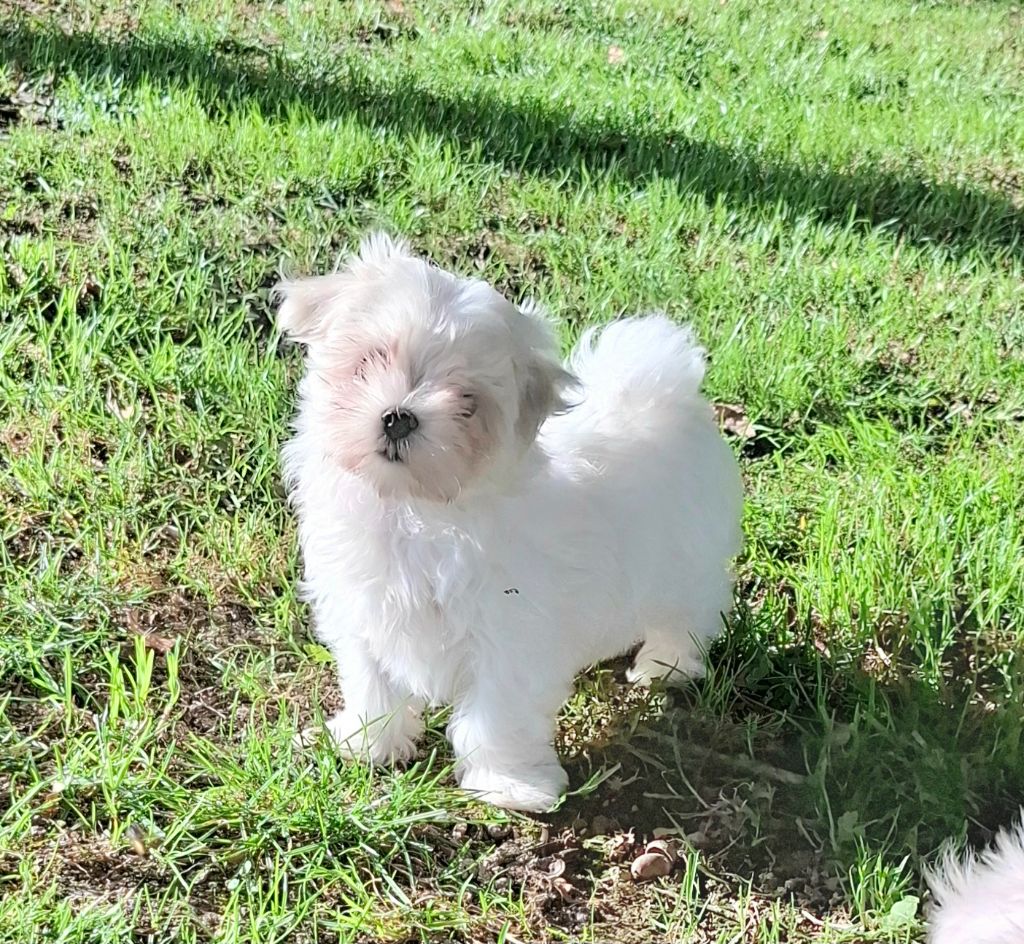 De La Dame D'Haute-Savoie - Chiots disponibles - Bichon maltais