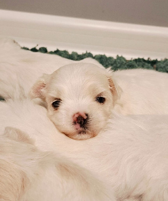 CHIOT 3