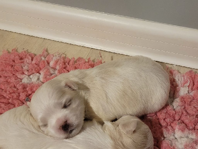 CHIOT 2