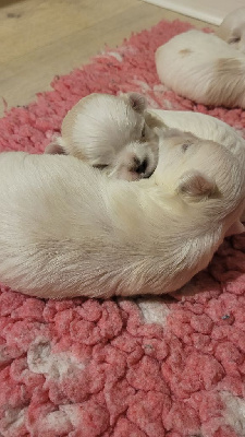 CHIOT 4