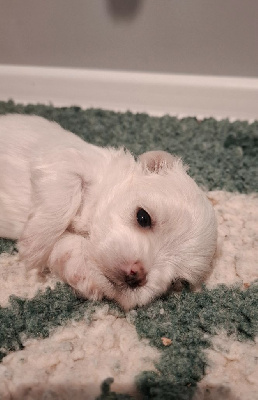 CHIOT 1