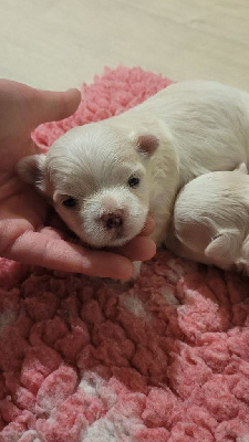CHIOT 1