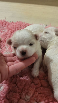 CHIOT 3