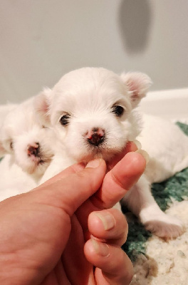 CHIOT 2