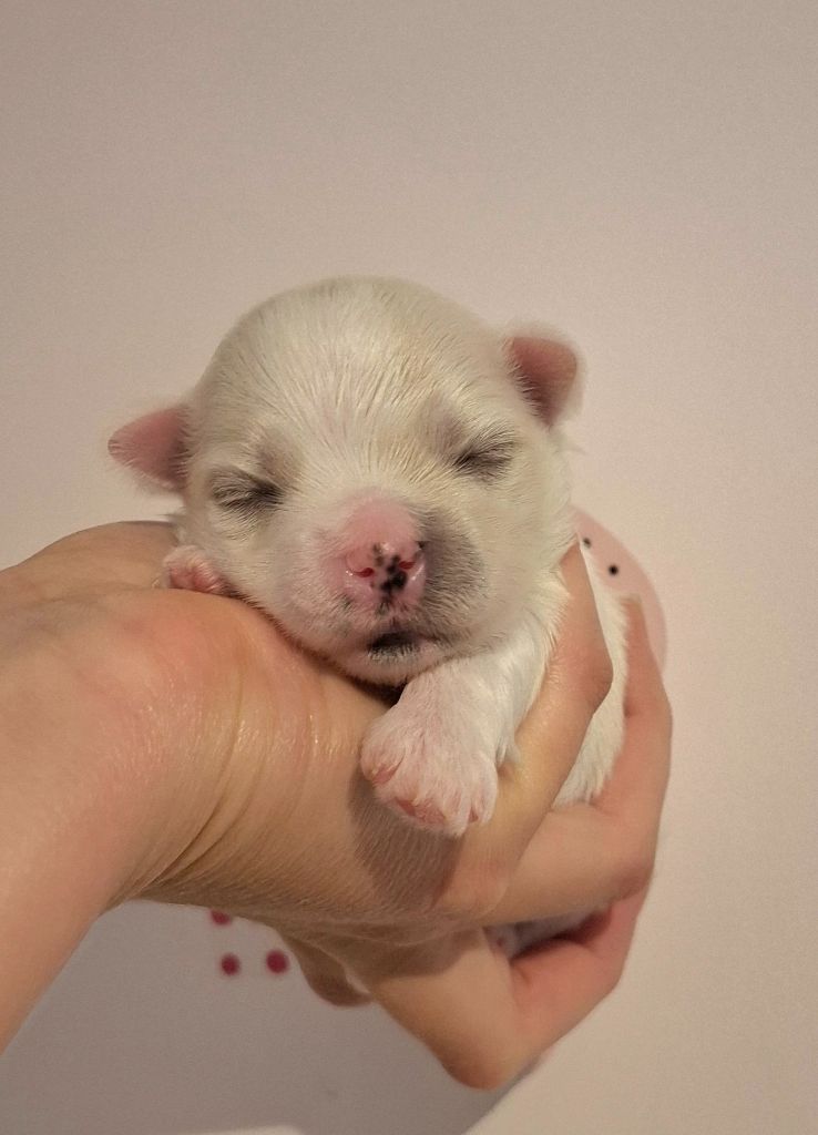 De La Dame D'Haute-Savoie - Chiots disponibles - Bichon maltais