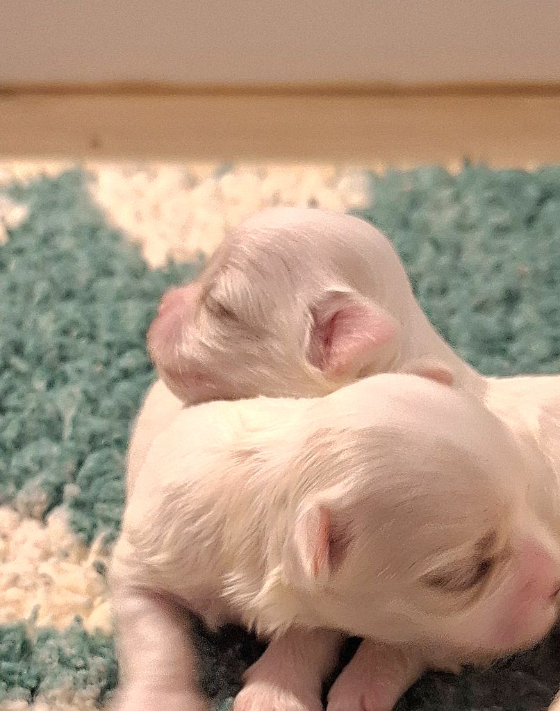 De La Dame D'Haute-Savoie - Chiots disponibles - Bichon maltais